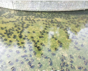 河道生态应急处理概述